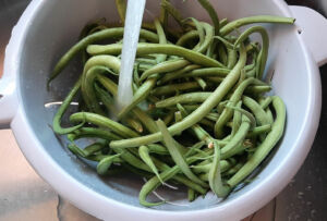 Salade haricots verts