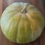 Courge musquée