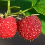 Framboise