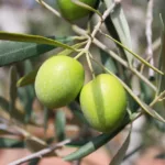 Olives vertes