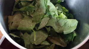 Lasagnes ricotta épinards