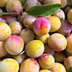 Mirabelles