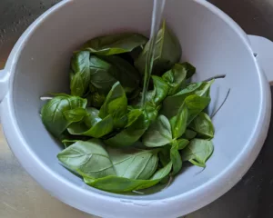 Pesto basilic